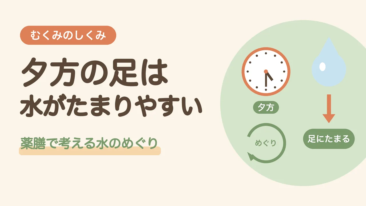 むくみが夕方に起きる理由。夕方になると水分が足にたまりやすく、水のめぐりが大切なことをあらわした図